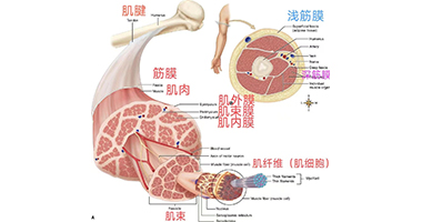 從肌肉、筋膜、關(guān)節(jié)解剖，啟發(fā)手法治療